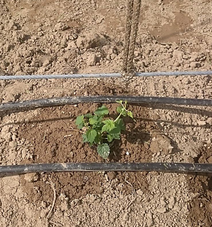 Figure 6. Two lines of drip irrigation supply water to a newly established hop plant.