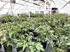 Greenhouse full of potted peonies, placed on tables, with rear and roof of greenhouse visible.