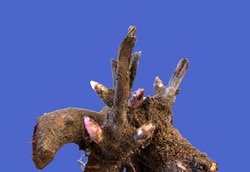 Peony crown is a brown mass with pink buds growing out of it.
