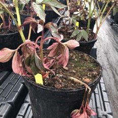 Badly wilted peony plant in a container, with healthy plants in the background.