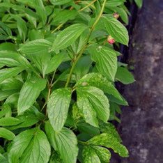 Peony plant with small white spots on some leaves.