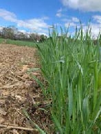 Green rye and vetch blades with a blue sky in the background.