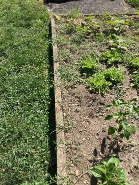 Photo 3. A wooden raised bed is shown with bermudagrass growing up from under the edge of the wood.