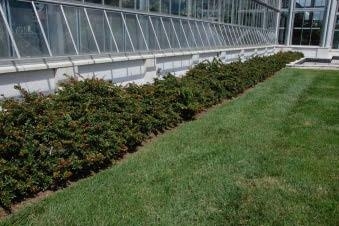 William Penn shrub alongside a building.