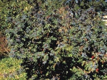 A shrub of Oregongrapeholly.