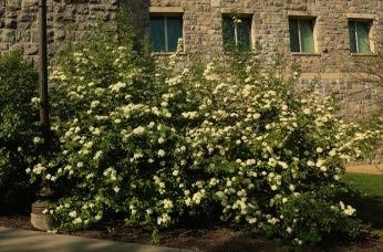 Blackhaw Viburnum shrubs in front of a building.