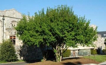A Cornelian Cherry Dogwood standing next to a building.