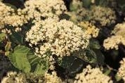 Close-up of Linden Viburnum's white flower.