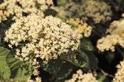Close-up of Arrowwood Viburnum's white flower.
