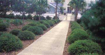 Yaupon Holly shrubs alongside a road.