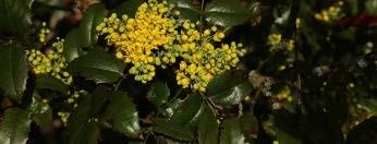 Close-up of Yellow Oregongrapeholly flower with its shiny leaves.