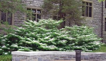 Doublefile Viburnum shrubs next to a building.