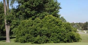 A large shrub of Northern Bayberry.