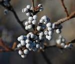 Close-up of blue fruit of Northern Bayberry.