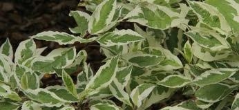 Leaves of Tatarian Dogwood.