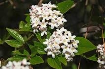 Close-up of Burkwood Viburnum's white flower with leaves.