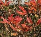 Close-up of Staghorn Sumac's red foliage.