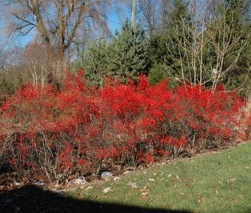 Shrubs of Winterberry with red berries.