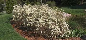 Dwarf Fothergilla with its white flower in the garden.