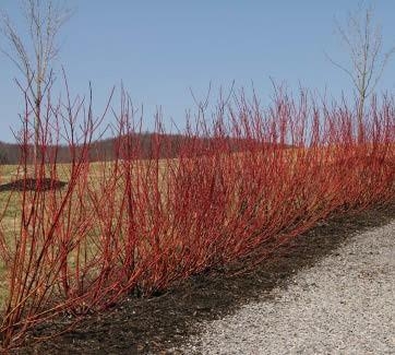 Red stems of Tatarian Dogwood without leaves alongside a road.