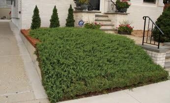 Shore Juniper shrubs in front of a building.