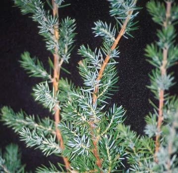 Close-up of Shore Juniper's needle-like leaves.