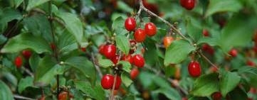 Close-up of red fruit of Cornelian Cherry Dogwood with leaves.