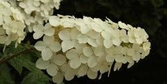 Close-up of a white Oakleaf Hydrangea flower.