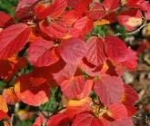 Close-up of Dwarf Fothergilla's red foliage.
