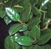 Close-up of Chinese holly's shiny leaves.