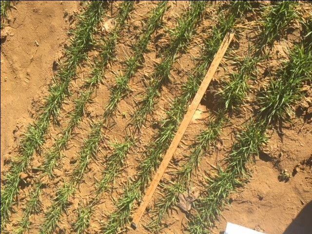 A yardstick between rows of wheat.