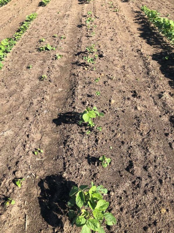 Sparse plants emerge from dry soil.