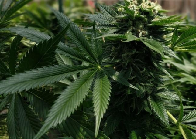 Figure 3. Close up of a hemp plant being grown in a greenhouse.