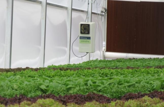 Figure 1. Thermostat hanging above channels of leafy greens.