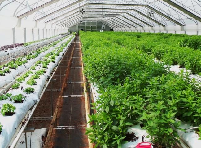 Figure 15. A greenhouse showing herbs being grown using bags filled with media.