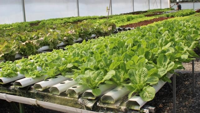 Figure 1. View of rows of NFT channels growing leafy greens.