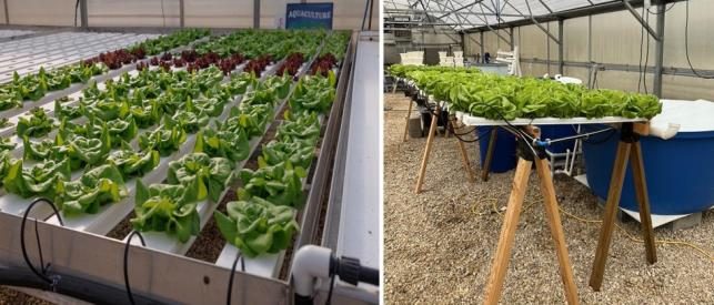 Figure 3. Two examples of elevated plant channels in NFT systems. The left photo is using a metal structure. The right photo uses several sawhorses to support the plant channels.