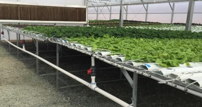 Figure 9. A row of NFT channels with irrigation tubing and manifold with leafy greens.