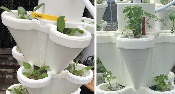 Figure 15. Spinach and parsley leaves that are darker green on top of the vertical stack media system.