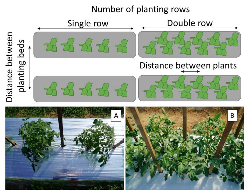 Tomato plants in a single and double row configuraion.
