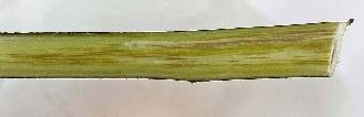 A redbud branch with the bark removed shows vascular streaking. 