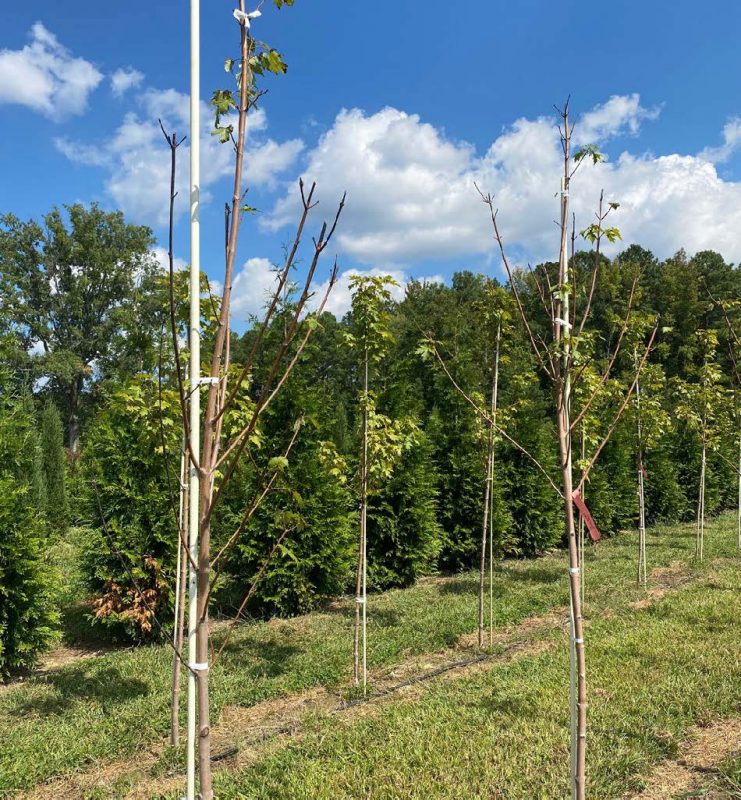 Vascular streak dieback in a nursery field of Freeman’s maple.
