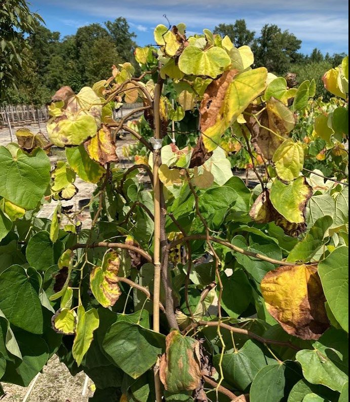 Redbud showing leaf scorch and yellowing in the upper portion of the tree.