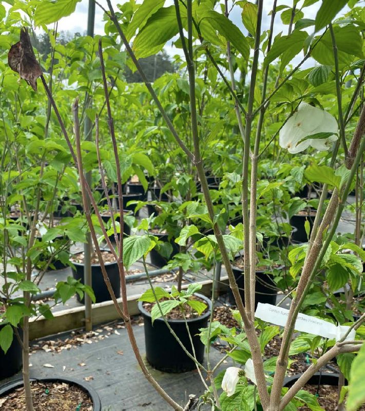 Branch on flowering dogwood showing wilt that is progressing from the branch tip downwards toward the main stem.
