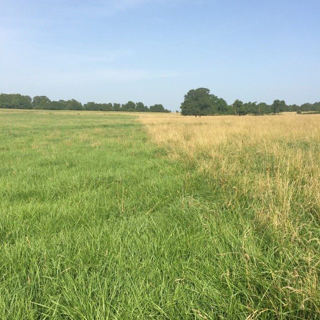 The part of the field that was treated has no seedheads, while the untreated part does.