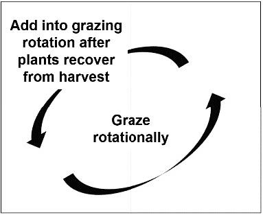 Diagram of procedure for excluding a portion of pasture for haymaking, then bringing the excluded area into the grazing rotation.