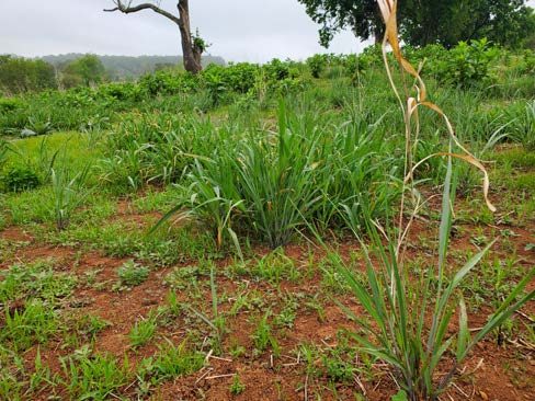   Figure 5. Switchgrass plants were present, but sparse prior to grazing and then replanting in 2020 (Photo: Bob Wilbanks).