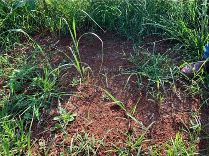  Parting the grassy weeds revealed small switchgrass seedlings present in the stand.