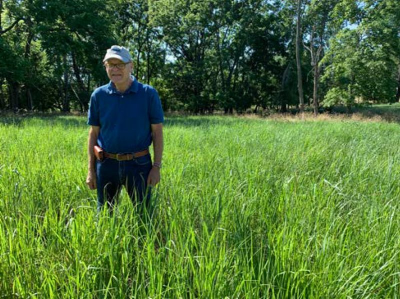 This switchgrass was ready for stocking with the cow herd early in the summer following the establishment year.