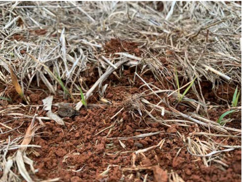 The young seedings of big bluestem and indiangrass slowly germinated as the soil temperatures warmed.